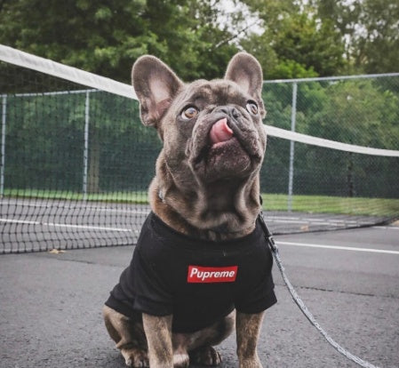 Summer Thin Breathable Dog Clothes