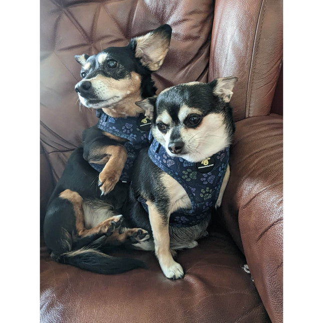 Finnigan Paws Up Designer Dog Harness – Adjustable Fit