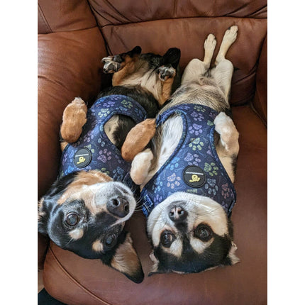 Finnigan Paws Up Designer Dog Harness – Adjustable Fit