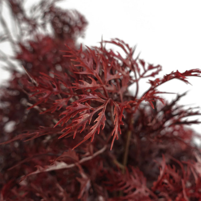 Vibrant 120cm Red Aralia Tree – UV Resistant for Stunning Outdoor Elegance!