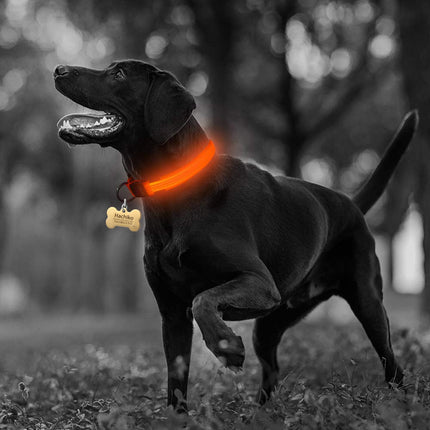 2-Piece Nylon LED Dog Collar Set – Light-Up Safety Collar for Night Walks