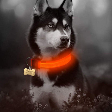 2-Piece Nylon LED Dog Collar Set – Light-Up Safety Collar for Night Walks